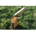 Couteau opinel Géant n°13 lame 22cm virole tournante manche hêtre + lacet cuir