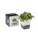 Conservateur Cole & Mason pour herbes fraiches en pot - 1 place