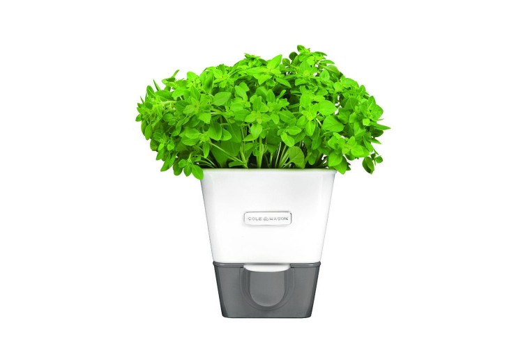 Conservateur Cole & Mason pour herbes fraiches en pot - 1 place