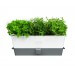 Conservateur Cole & Mason pour herbes fraiches en pot - 3 places
