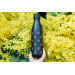Bouteille isotherme Qwetch Bee 500ml - Edition spéciale